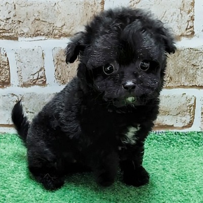 大阪府のハーフ犬・ミックス犬 (アミーゴ高槻店/2026年5月28日生まれ/男の子/ブラック)の子犬の2枚目の画像