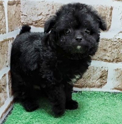 大阪府のハーフ犬・ミックス犬 (アミーゴ高槻店/2026年5月28日生まれ/男の子/ブラック)の子犬の3枚目の画像