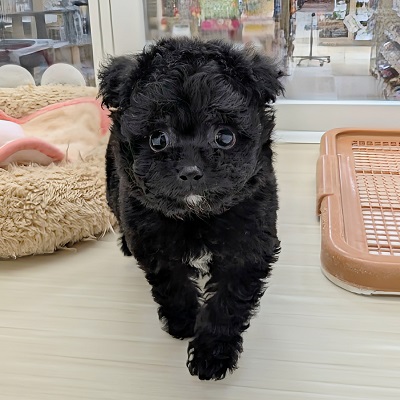 大阪府のハーフ犬・ミックス犬 (アミーゴ高槻店/2026年5月28日生まれ/男の子/ブラック)の子犬の4枚目の画像