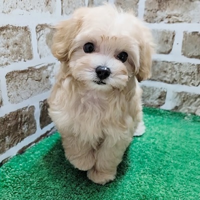大阪府のハーフ犬・ミックス犬 (アミーゴ高槻店/2026年5月7日生まれ/男の子/アプリコット)の子犬