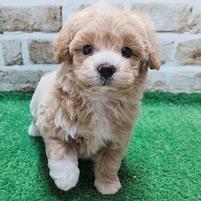 大阪府のハーフ犬・ミックス犬 (アミーゴ高槻店/2026年5月7日生まれ/男の子/クリームホワイト)の子犬