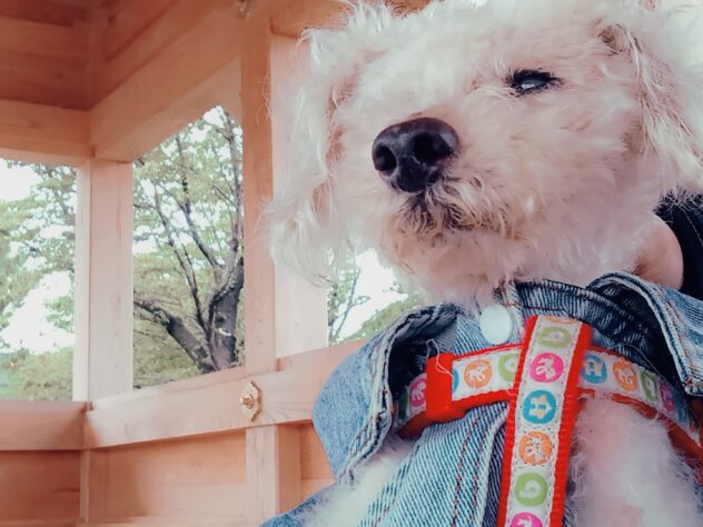 しょうちゃん