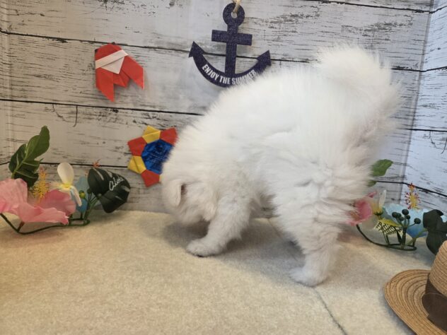 広島県の日本スピッツ (アミーゴ五日市店/2026年5月11日生まれ/女の子/ホワイト)の子犬の3枚目の画像