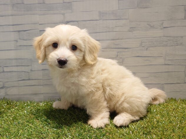 新潟県のハーフ犬・ミックス犬 (アミーゴ新発田店/2026年5月17日生まれ/男の子/クリーム)の子犬の2枚目の画像