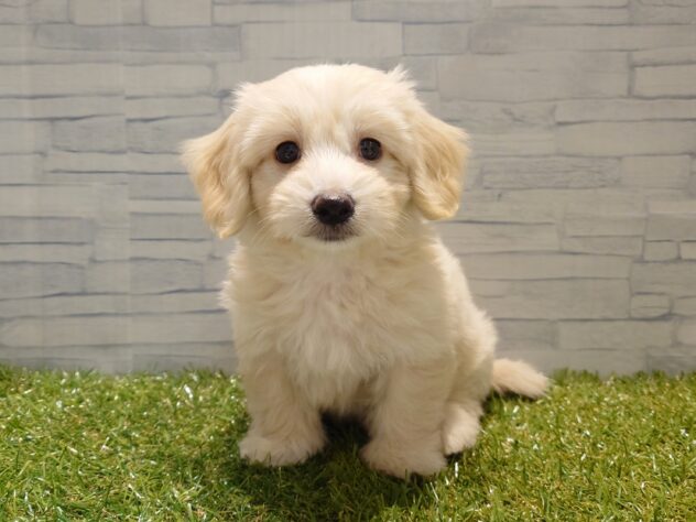 新潟県のハーフ犬・ミックス犬 (アミーゴ新発田店/2026年5月17日生まれ/男の子/クリーム)の子犬の1枚目の画像