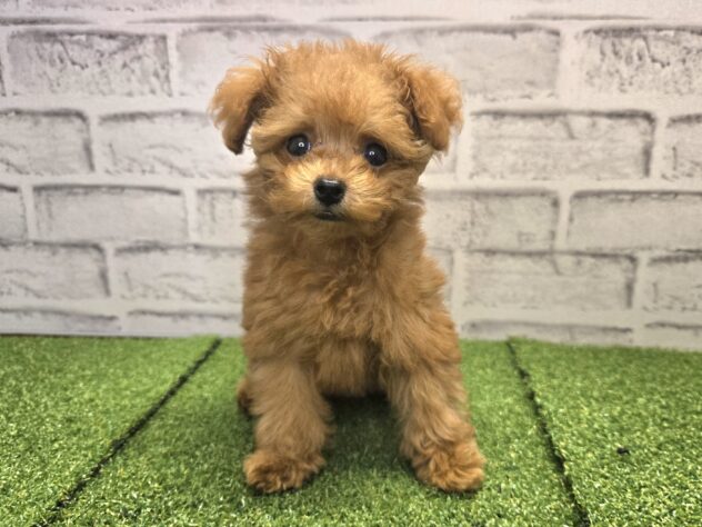 岡山県のトイプードル(トイ) (アミーゴ妹尾店/2026年5月15日生まれ/女の子/オレンジフォーン)の子犬の1枚目の画像