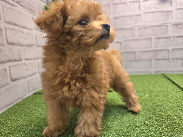 岡山県のトイプードル(トイ) (アミーゴ妹尾店/2026年5月15日生まれ/女の子/オレンジフォーン)の子犬の3枚目の画像