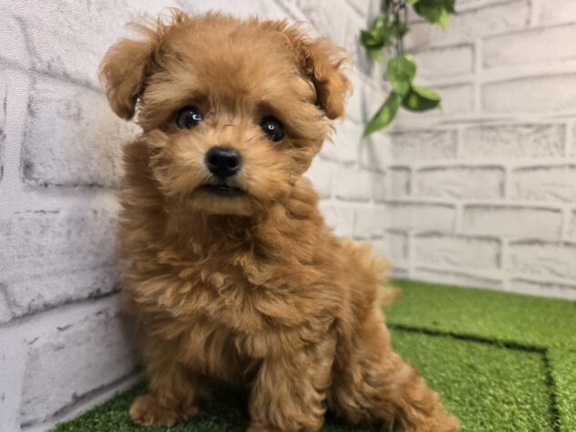 岡山県のトイプードル(トイ) (アミーゴ妹尾店/2026年5月15日生まれ/女の子/オレンジフォーン)の子犬の2枚目の画像