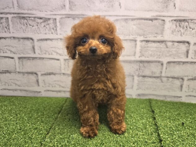 岡山県のトイプードル(トイ) (アミーゴ妹尾店/2026年5月14日生まれ/男の子/レッドフォーン)の子犬の1枚目の画像