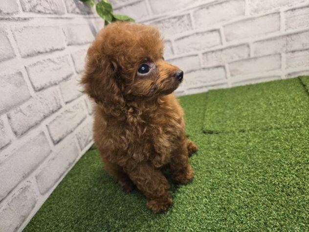 岡山県のトイプードル(トイ) (アミーゴ妹尾店/2026年5月14日生まれ/男の子/レッドフォーン)の子犬の3枚目の画像