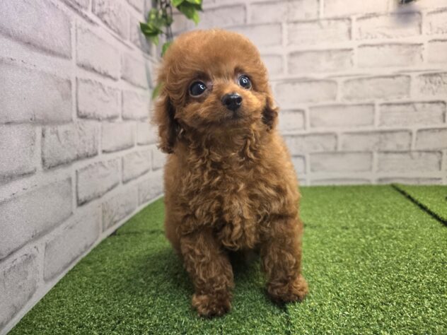 岡山県のトイプードル(トイ) (アミーゴ妹尾店/2026年5月14日生まれ/男の子/レッドフォーン)の子犬の2枚目の画像