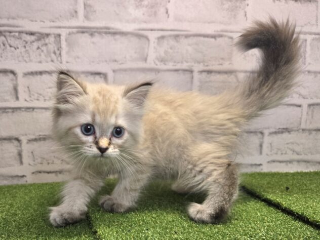 岡山県のサイベリアン (アミーゴ妹尾店/2026年5月28日生まれ/女の子/ブルーリンクスポイント)の子猫の3枚目の画像