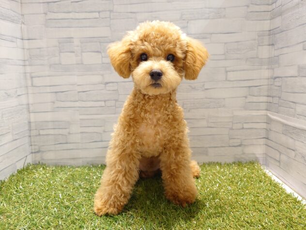 新潟県のトイプードル(トイ) (アミーゴ新発田店/2026年3月3日生まれ/男の子/アプリコット)の子犬の1枚目の画像