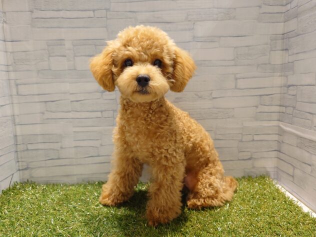 新潟県のトイプードル(トイ) (アミーゴ新発田店/2026年3月3日生まれ/男の子/アプリコット)の子犬の2枚目の画像