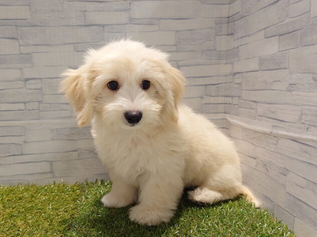 新潟県のハーフ犬・ミックス犬 (アミーゴ新発田店/2026年5月17日生まれ/男の子/クリーム)の子犬の2枚目の画像