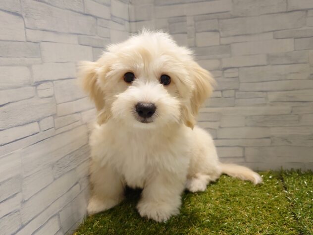 新潟県のハーフ犬・ミックス犬 (アミーゴ新発田店/2026年5月17日生まれ/男の子/クリーム)の子犬の1枚目の画像