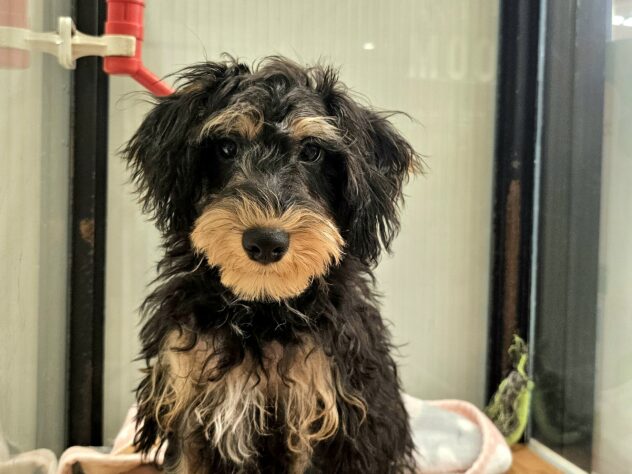 広島県のハーフ犬・ミックス犬 (アミーゴ広島商工センター店/2026年5月9日生まれ/男の子/ブラックタン)の子犬の3枚目の画像
