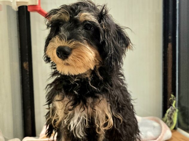 広島県のハーフ犬・ミックス犬 (アミーゴ広島商工センター店/2026年5月9日生まれ/男の子/ブラックタン)の子犬の4枚目の画像