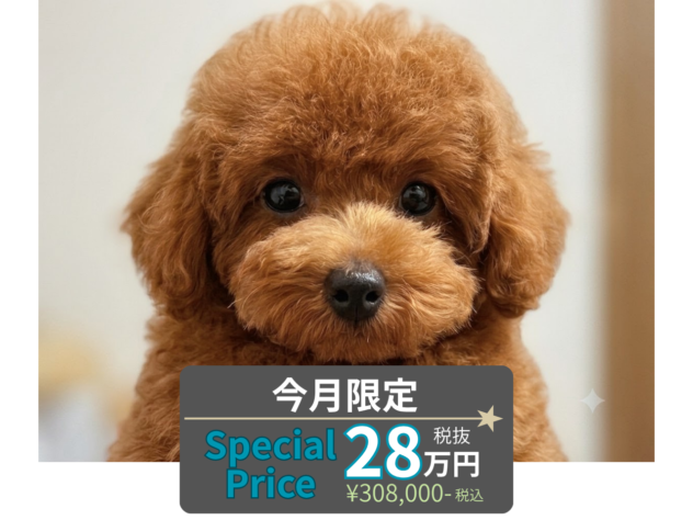 岡山県のトイプードル(トイ) (アミーゴ水島店/2026年5月6日生まれ/女の子/レッドフォーン)の子犬の1枚目の画像