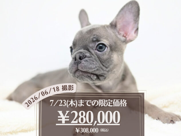 岡山県のフレンチブルドッグ (アミーゴ大安寺店/2026年3月10日生まれ/女の子/ブルーフォーン)の子犬の1枚目の画像
