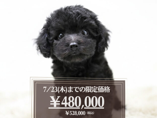 岡山県のトイプードル(トイ) (アミーゴ大安寺店/2026年4月4日生まれ/女の子/ブラック)の子犬の1枚目の画像