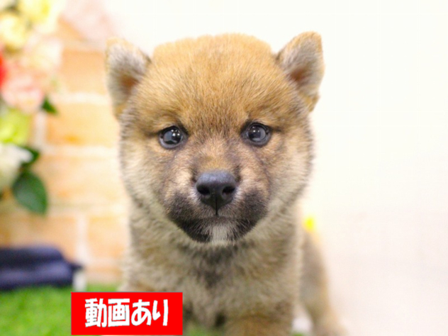 兵庫県の豆柴 (ペット・プラザ アミーゴ三田店/2026年5月14日生まれ/男の子/赤)の子犬の1枚目の画像