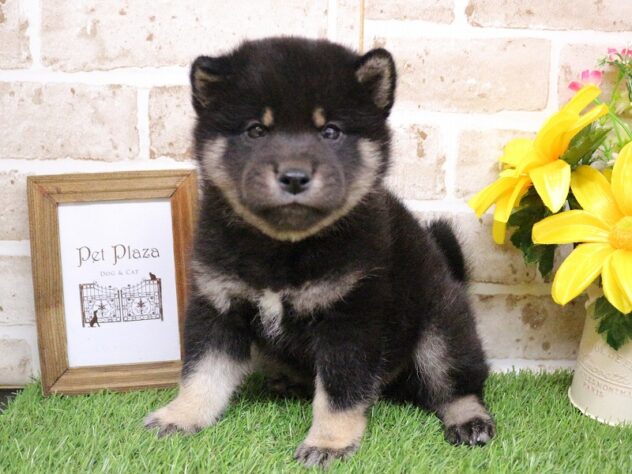兵庫県の豆柴 (ペット・プラザ アミーゴ三田店/2026年2月28日生まれ/男の子/黒)の子犬の2枚目の画像
