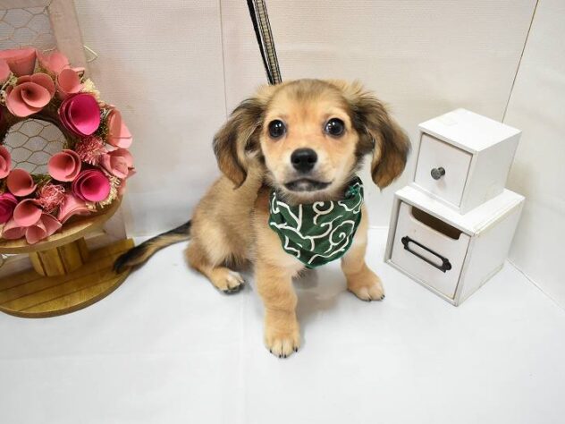 大阪府のハーフ犬・ミックス犬 (ペット・プラザ アミーゴ豊中服部店/2026年4月23日生まれ/男の子/レッド)の子犬の1枚目の画像