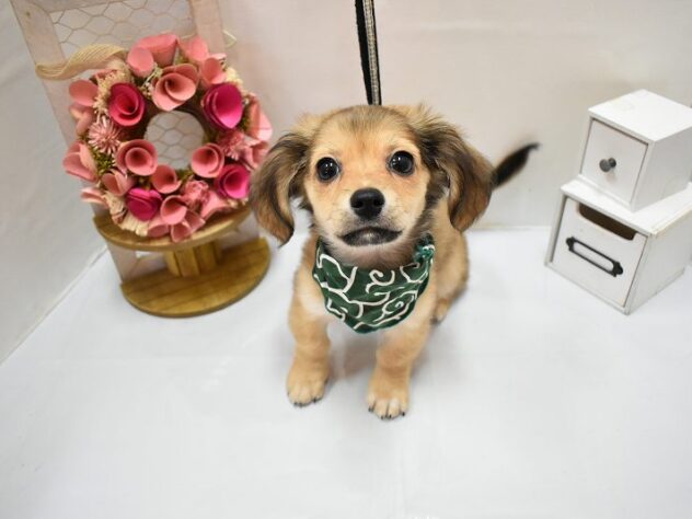 大阪府のハーフ犬・ミックス犬 (ペット・プラザ アミーゴ豊中服部店/2026年4月23日生まれ/男の子/レッド)の子犬の2枚目の画像