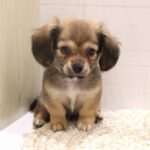 大阪府のハーフ犬・ミックス犬 (ペット・プラザ アミーゴ豊中服部店/2026年4月23日生まれ/男の子/レッド)の子犬の1枚目の画像