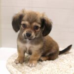 大阪府のハーフ犬・ミックス犬 (ペット・プラザ アミーゴ豊中服部店/2026年4月23日生まれ/男の子/レッド)の子犬の2枚目の画像