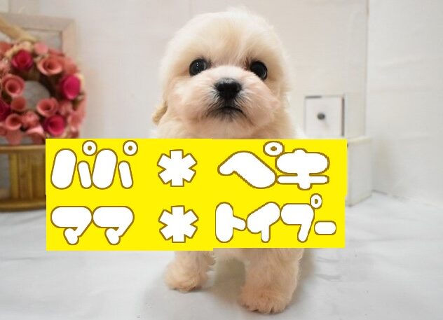 大阪府のハーフ犬・ミックス犬 (ペット・プラザ アミーゴ豊中服部店/2026年4月30日生まれ/男の子/クリーム)の子犬の1枚目の画像