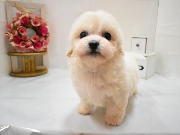 大阪府のハーフ犬・ミックス犬 (ペット・プラザ アミーゴ豊中服部店/2026年4月30日生まれ/男の子/クリーム)の子犬の2枚目の画像