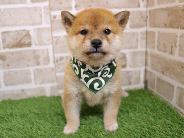 兵庫県の柴犬(標準サイズ) (ペット・プラザ アミーゴ神戸西店/2026年5月2日生まれ/男の子/赤)の子犬の1枚目の画像