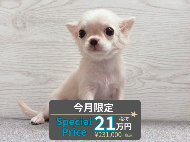 岡山県のチワワ(ロング) (アミーゴ水島店/2026年5月5日生まれ/女の子/クリーム)の子犬の1枚目の画像