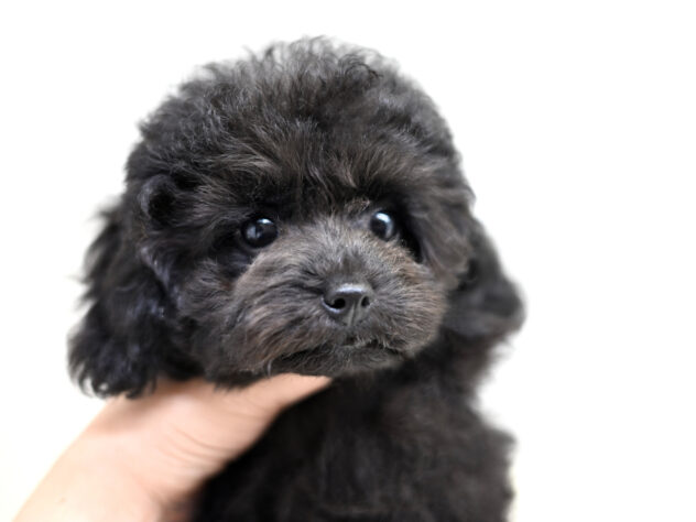 岡山県のトイプードル(トイ) (アミーゴ大安寺店/2026年4月4日生まれ/女の子/ブラック)の子犬の4枚目の画像