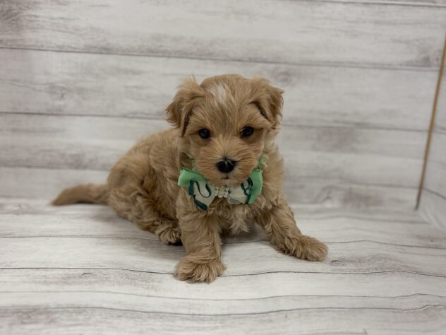 福島県のハーフ犬・ミックス犬 (アミーゴ小名浜店/2026年5月3日生まれ/男の子/02 レッド系)の子犬の1枚目の画像