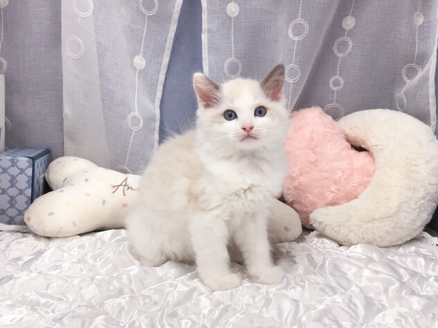 愛知県のラグドール (アミーゴ知立店/2026年6月3日生まれ/男の子/ブルーポイントバイカラー)の子猫の1枚目の画像