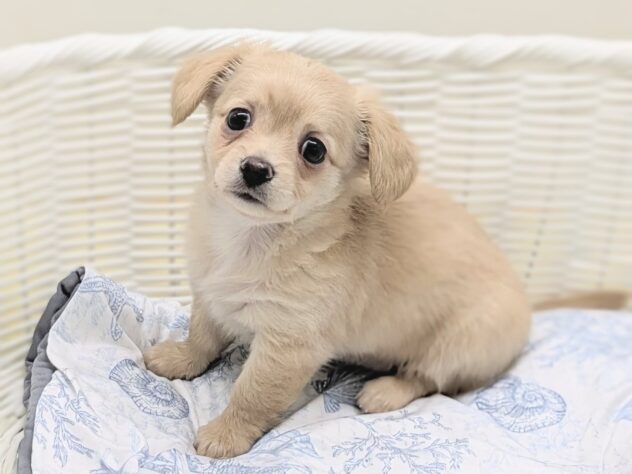 福島県のハーフ犬・ミックス犬 (アミーゴ会津若松店/2026年5月24日生まれ/男の子/04 クリーム系)の子犬の2枚目の画像
