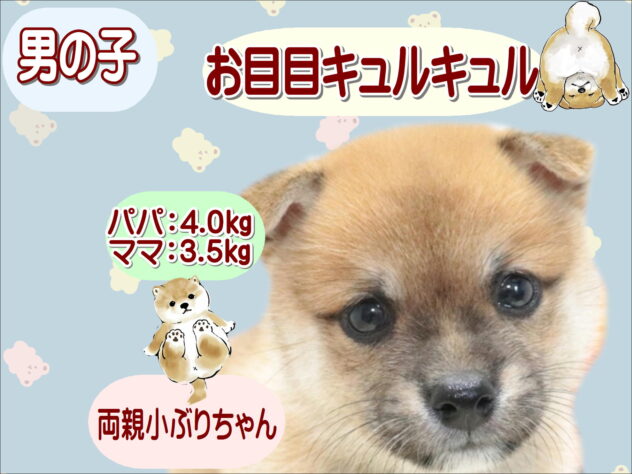 大阪府の豆柴 (アミーゴ鳳店/2026年5月30日生まれ/男の子/赤)の子犬の1枚目の画像