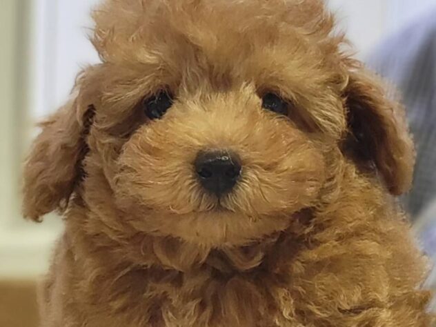 福島県のトイプードル(トイ) (アミーゴ須賀川店/2026年5月15日生まれ/男の子/レッド)の子犬