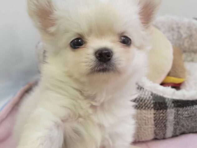 福島県のチワワ(ロング) (アミーゴ須賀川店/2026年5月26日生まれ/男の子/クリーム)の子犬