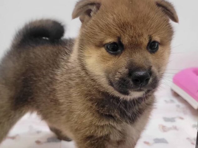 福島県の柴犬(標準サイズ) (アミーゴ須賀川店/2026年5月25日生まれ/女の子/赤)の子犬