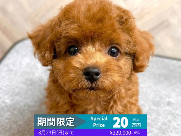 岡山県のトイプードル(トイ) (アミーゴ水島店/2026年5月6日生まれ/男の子/レッドフォーン)の子犬