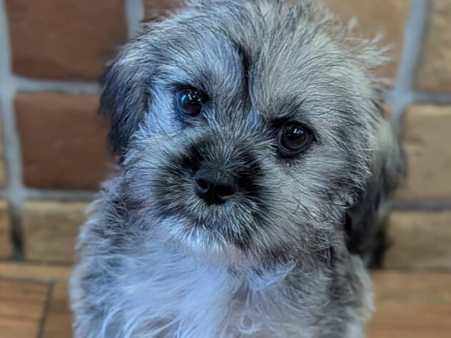 福島県のハーフ犬・ミックス犬 (アミーゴ福島南店/2026年4月6日生まれ/女の子/ウィートン)の子犬