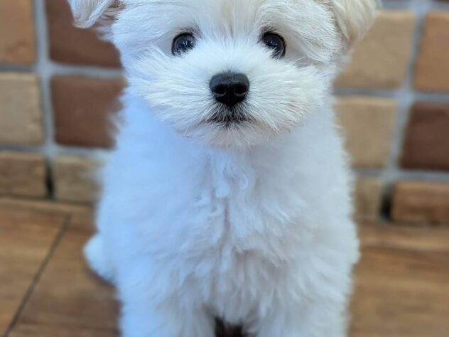 福島県のハーフ犬・ミックス犬 (アミーゴ福島南店/2026年3月29日生まれ/男の子/ホワイト)の子犬