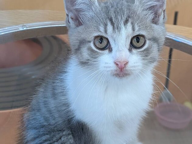 福島県のマンチカン (アミーゴ福島南店/2026年5月3日生まれ/男の子/ブルータビーホワイト)の子猫の2枚目の画像