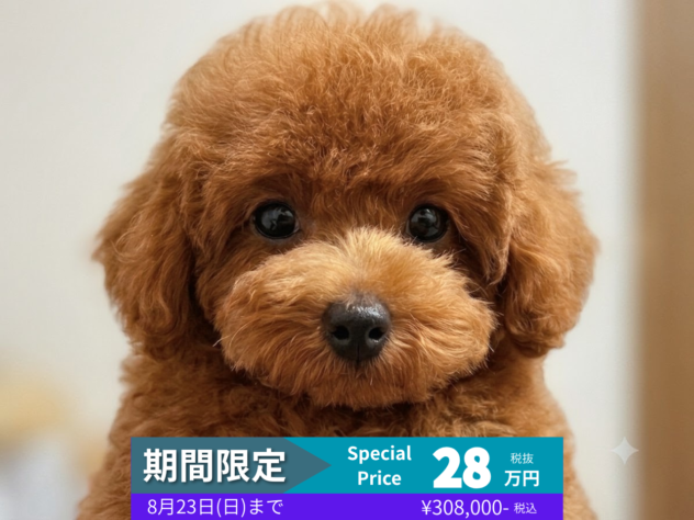 岡山県のトイプードル(トイ) (アミーゴ水島店/2026年5月6日生まれ/女の子/レッドフォーン)の子犬