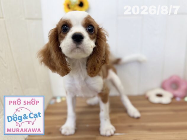 広島県のキャバリアキングチャールズスパニエル (アミーゴ大町店/2026年5月1日生まれ/男の子/ブレンハイム)の子犬の1枚目の画像