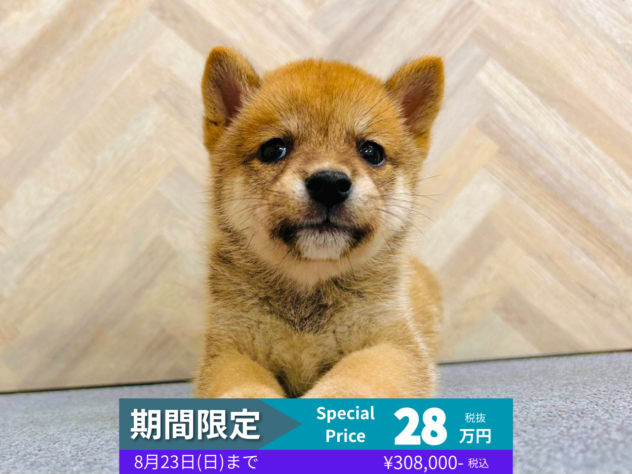 岡山県の豆柴 (アミーゴ水島店/2026年5月18日生まれ/男の子/赤)の子犬の1枚目の画像